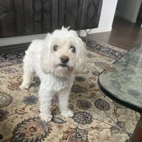 South Orange Animal Hospital ico