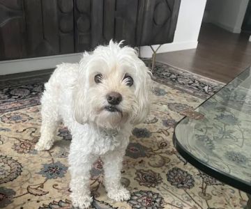 South Orange Animal Hospital