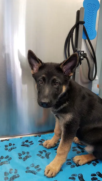 South Orange Animal Hospital 12