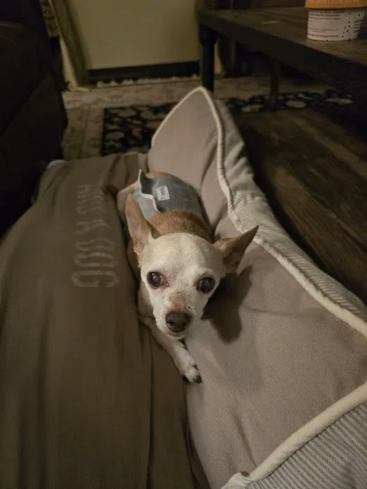 South Orange Animal Hospital 12