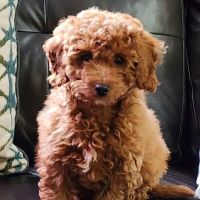 Essex Animal Hospital ico