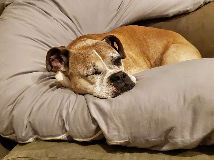 Essex Animal Hospital 12