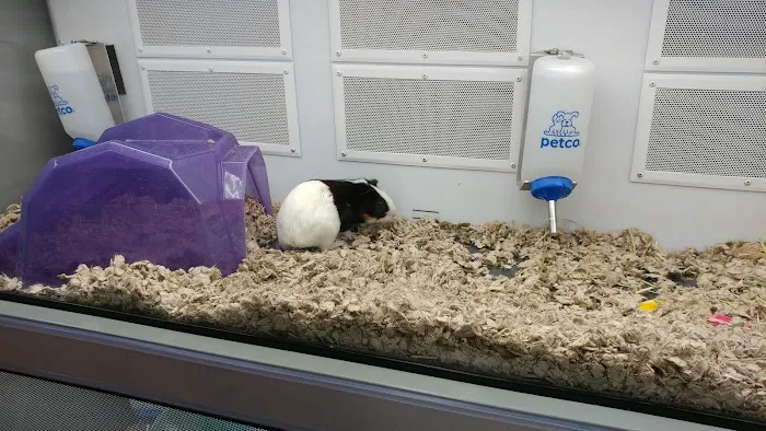 Petco 12