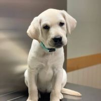 Ramsey Veterinary Hospital ico