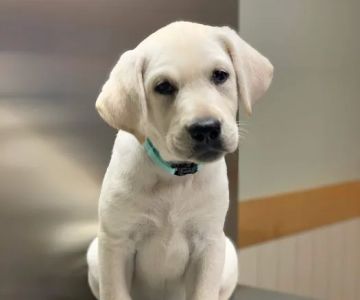 Ramsey Veterinary Hospital