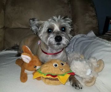Airmont Animal Hospital
