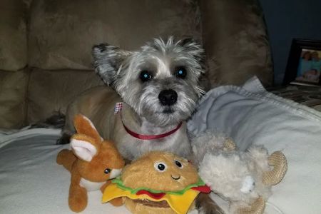 Airmont Animal Hospital