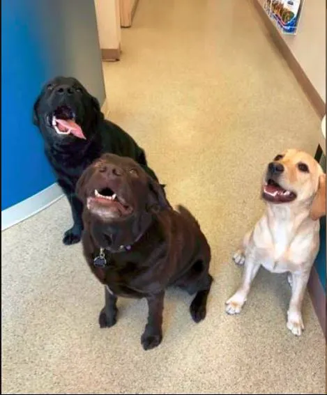 Airmont Animal Hospital 12