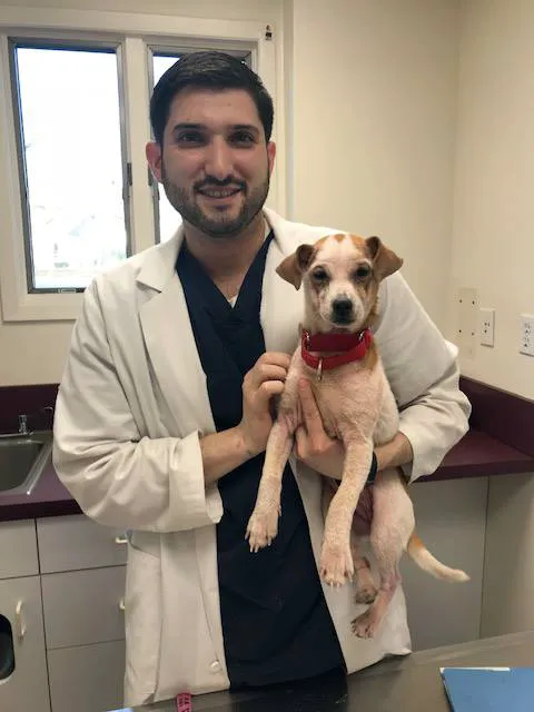 Animal Dermatology Clinic 12