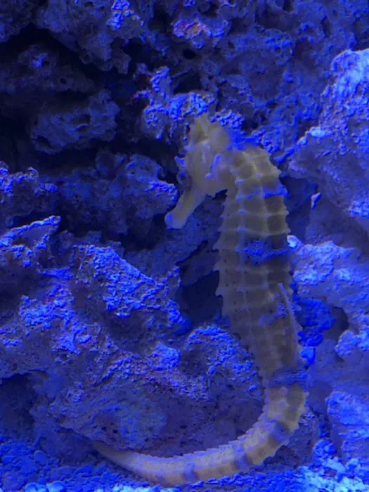 SALTWATER SHACK 12