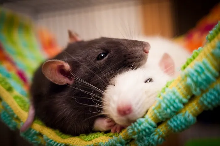 Little Whiskers Rattery & Co 12