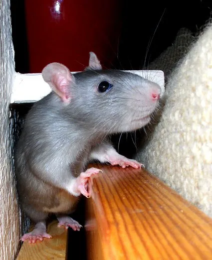 Little Whiskers Rattery & Co 12