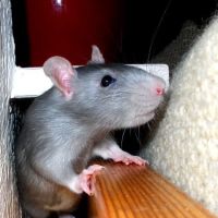 Little Whiskers Rattery & Co ico