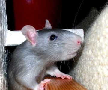 Little Whiskers Rattery & Co