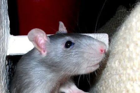 Little Whiskers Rattery & Co