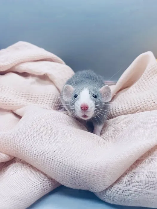 Little Whiskers Rattery & Co 12