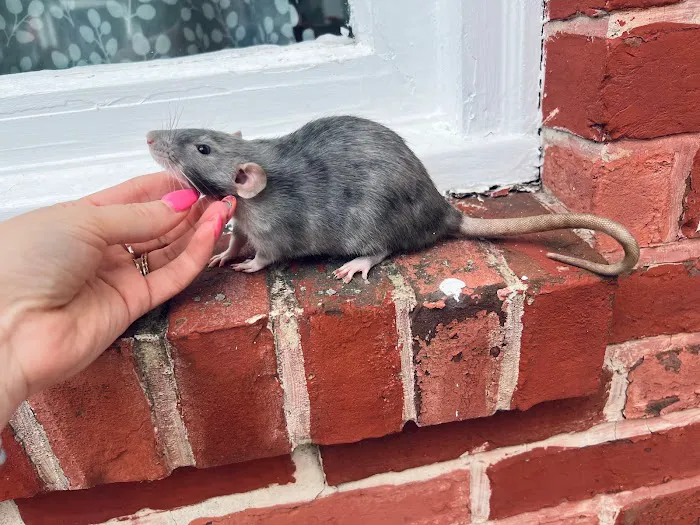 Little Whiskers Rattery & Co 12