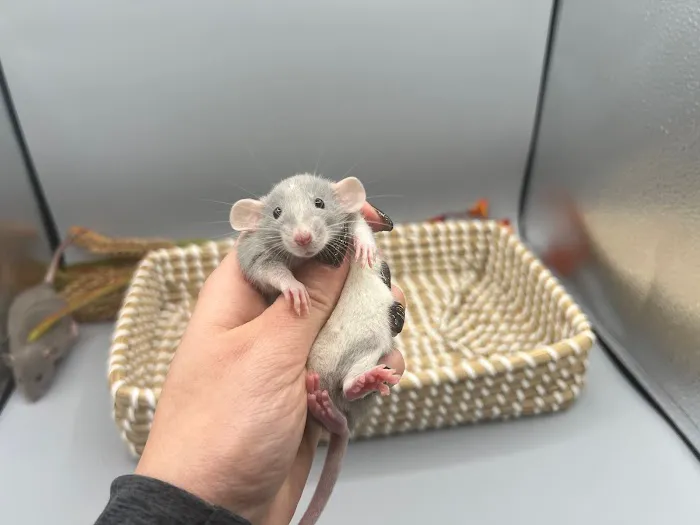 Little Whiskers Rattery & Co 12