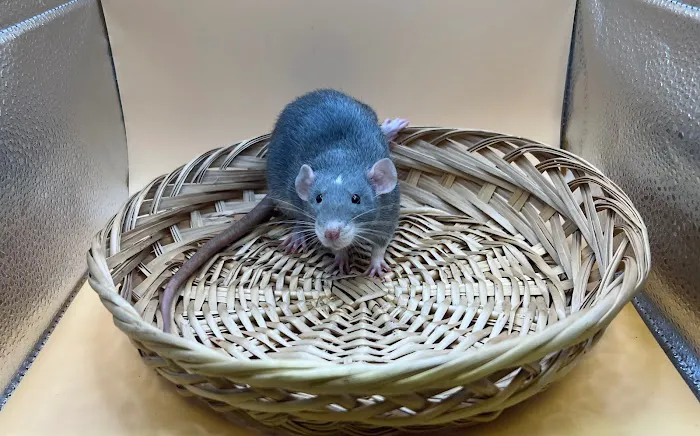 Little Whiskers Rattery & Co 12