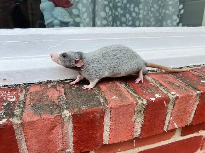 Little Whiskers Rattery & Co 12