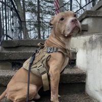 Suffern Animal Hospital ico