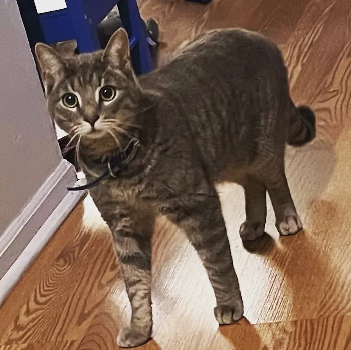 Suffern Animal Hospital 4
