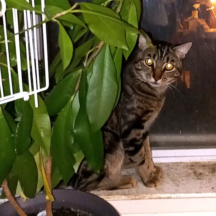 Suffern Animal Hospital 2