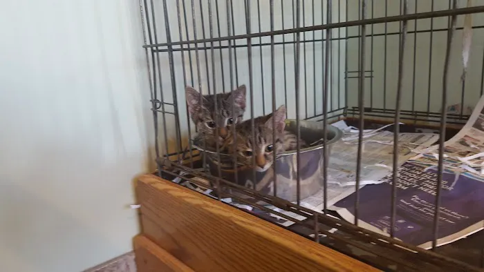 Suffern Animal Hospital 6