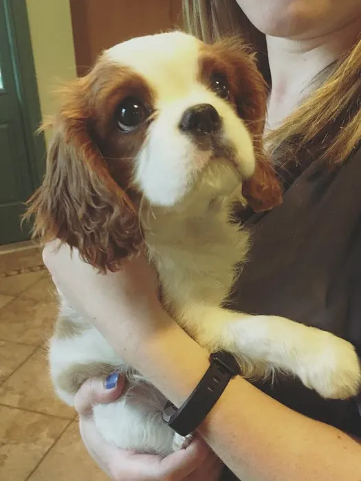 Suffern Animal Hospital 8