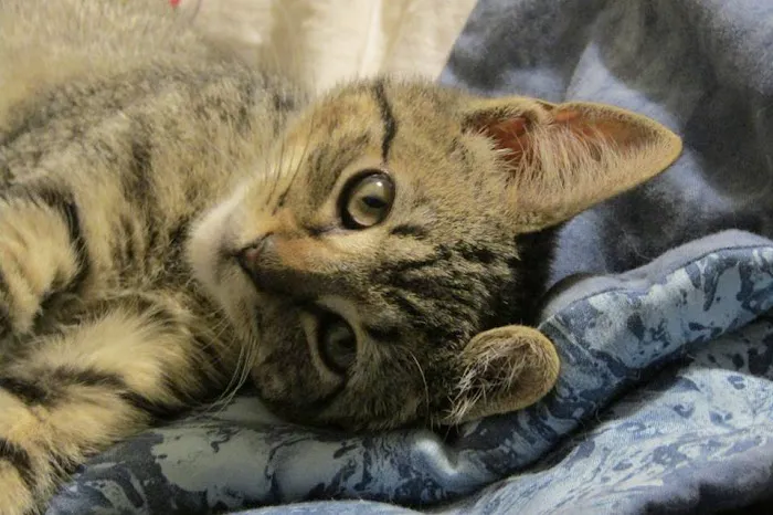 Suffern Animal Hospital 9
