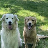 Montvale Animal Hospital ico