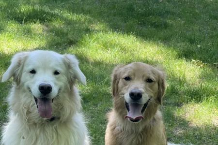 Montvale Animal Hospital