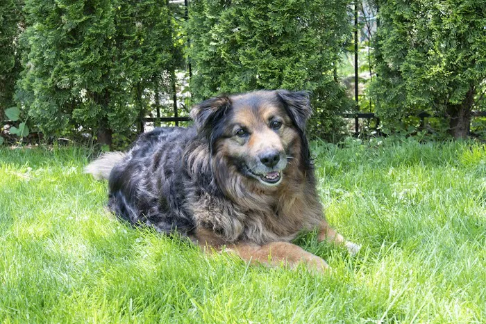 Montvale Animal Hospital 12