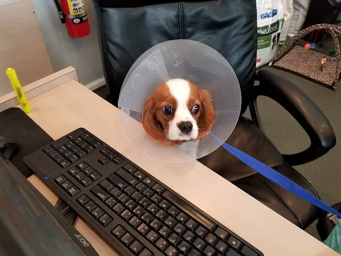 Montvale Animal Hospital 12