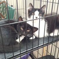 Spring Valley Animal Hospital ico
