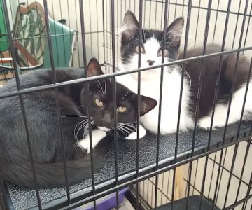 Spring Valley Animal Hospital