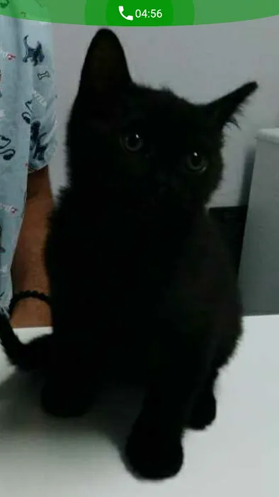 Spring Valley Animal Hospital 6