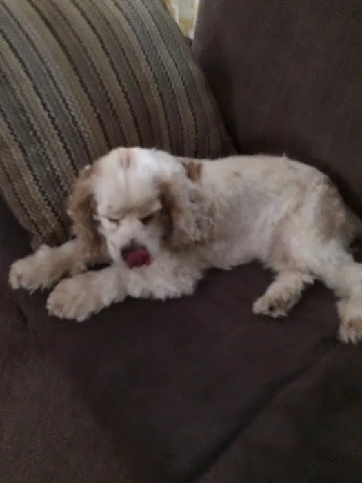 Our House Call Vet (Veterinarian) 4