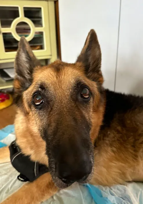 Our House Call Vet (Veterinarian) 5