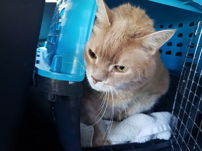 Greenwood Lake Animal Hospital 12
