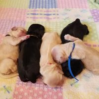 Greenwood Lake Animal Hospital: Goldstein Bennett DVM ico