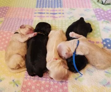 Greenwood Lake Animal Hospital: Goldstein Bennett DVM