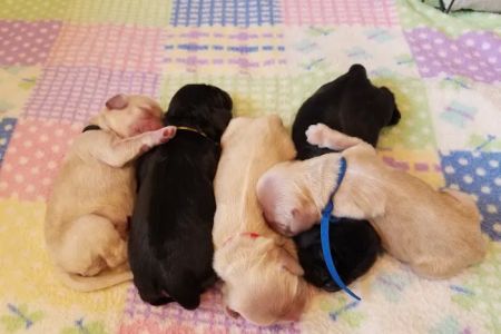 Greenwood Lake Animal Hospital: Goldstein Bennett DVM