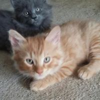 The West Milford Animal Hospital ico