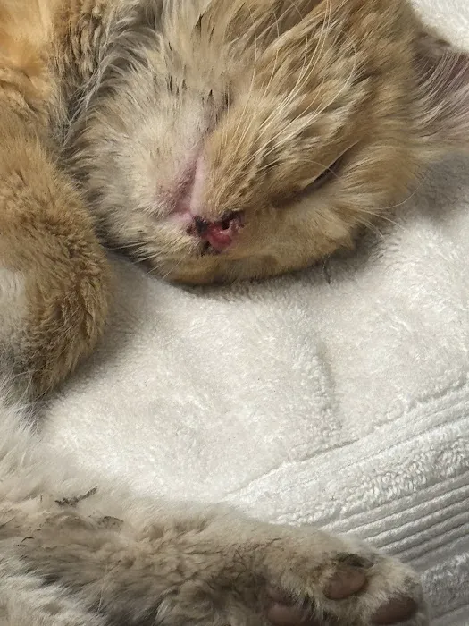 Vernon Veterinary Clinic 12