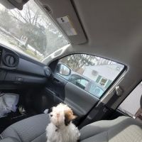 Vernon Veterinary Clinic ico