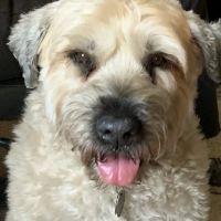 Jockey Hollow Veterinary Practice ico