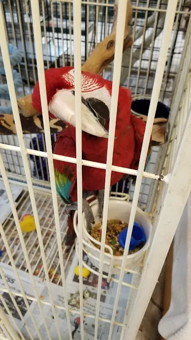 Inca's Secret Parrot & Bird Toys/Boarding 6