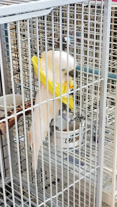 Inca's Secret Parrot & Bird Toys/Boarding 5