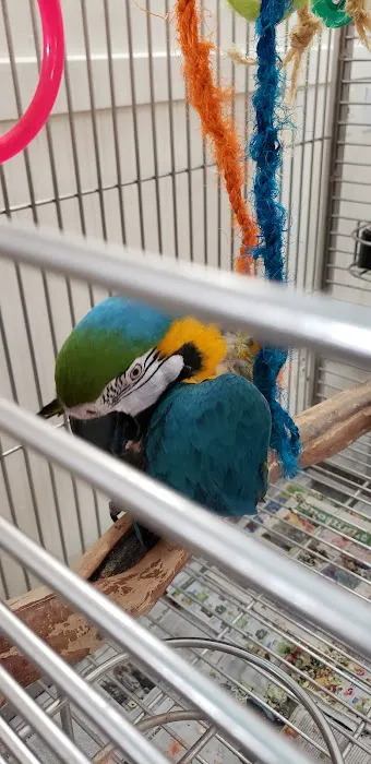 Inca's Secret Parrot & Bird Toys/Boarding 10